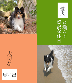 愛犬と過ごす贅沢な休日